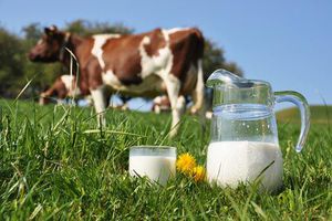 food-allergy-to-cow-milk