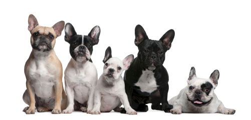 French Bulldog grouped and attentive
