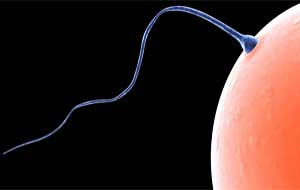 Increase sperm count: 5 techniques that work!