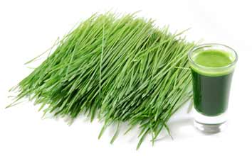 Barley grass juice glass