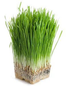 Green Barley Plus, fat burner, appetite suppressant and detoxifier